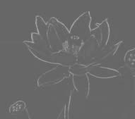 The lotus flower